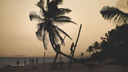 Silhouette palm tree on beach against clear sky