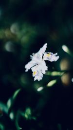 Close-up of white cherry blossom