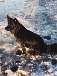 Black dog standing in snow