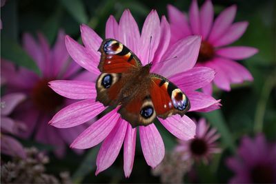 Close-up of butterfly pollinating on pink flower