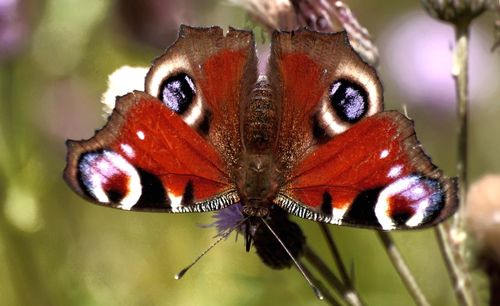 Close-up of butterfly on purple flower