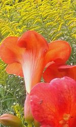 Close-up of red flowers