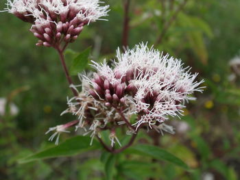 Close-up of thistle flowers