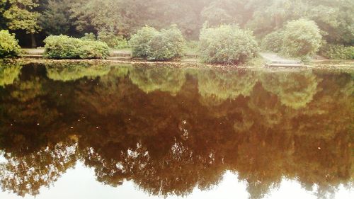 Reflection of trees in lake