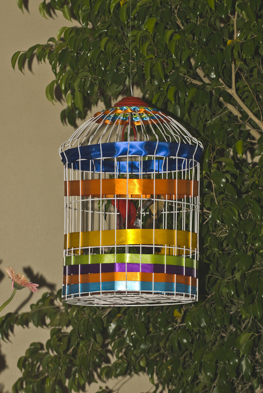 CLOSE-UP OF MULTI COLORED BIRD