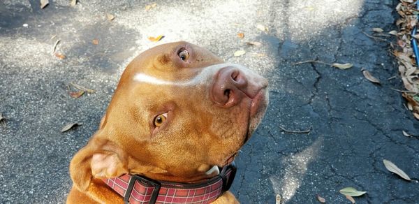 Close-up portrait of a dog