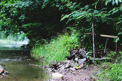 Scenic view of lake in forest