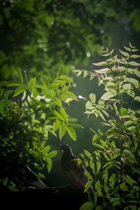 Close-up of green leaves on tree