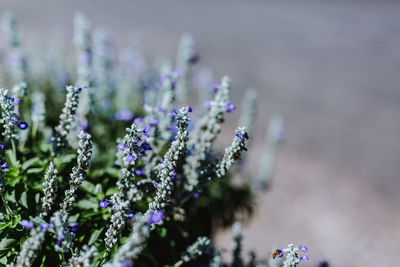 Close-up of purple flowering plant