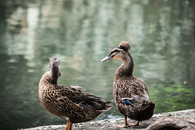 Two ducks by the pond