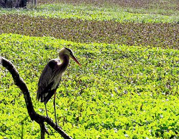 Bird perching on a field