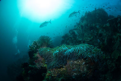 Fish swimming in sea