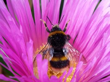 Close-up of bee pollinating on purple flower