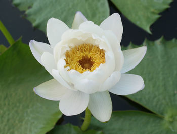 Close-up of white lotus flower