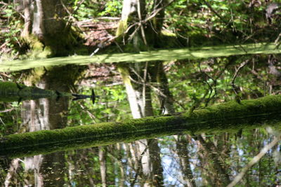 Reflection of plants in water