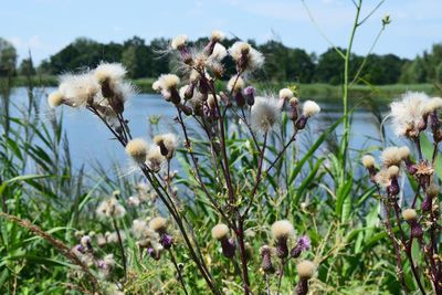 Close-up of white flowering plants on field