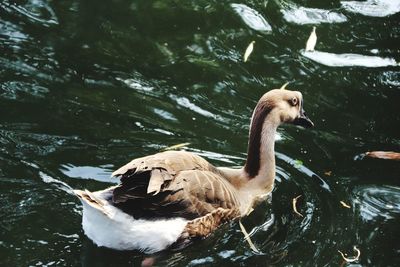 Duck swimming in lake