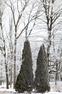 Bare trees on snow covered land