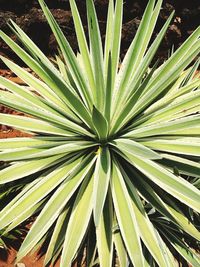 Full frame shot of plants