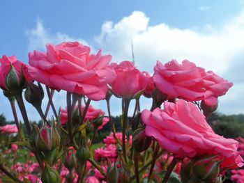 Close-up of pink flowers on field against sky