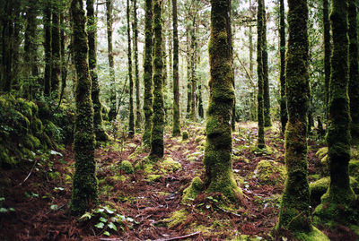 View of trees in the forest