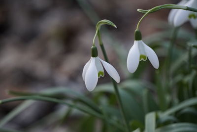 Close-up of white flowering plant