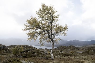 Tree on landscape against sky