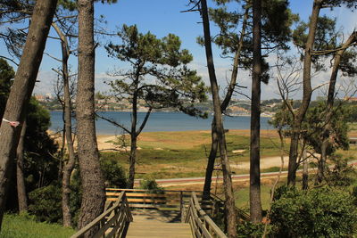 Footpath amidst trees