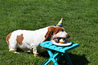 Dog on grassy field in party hat