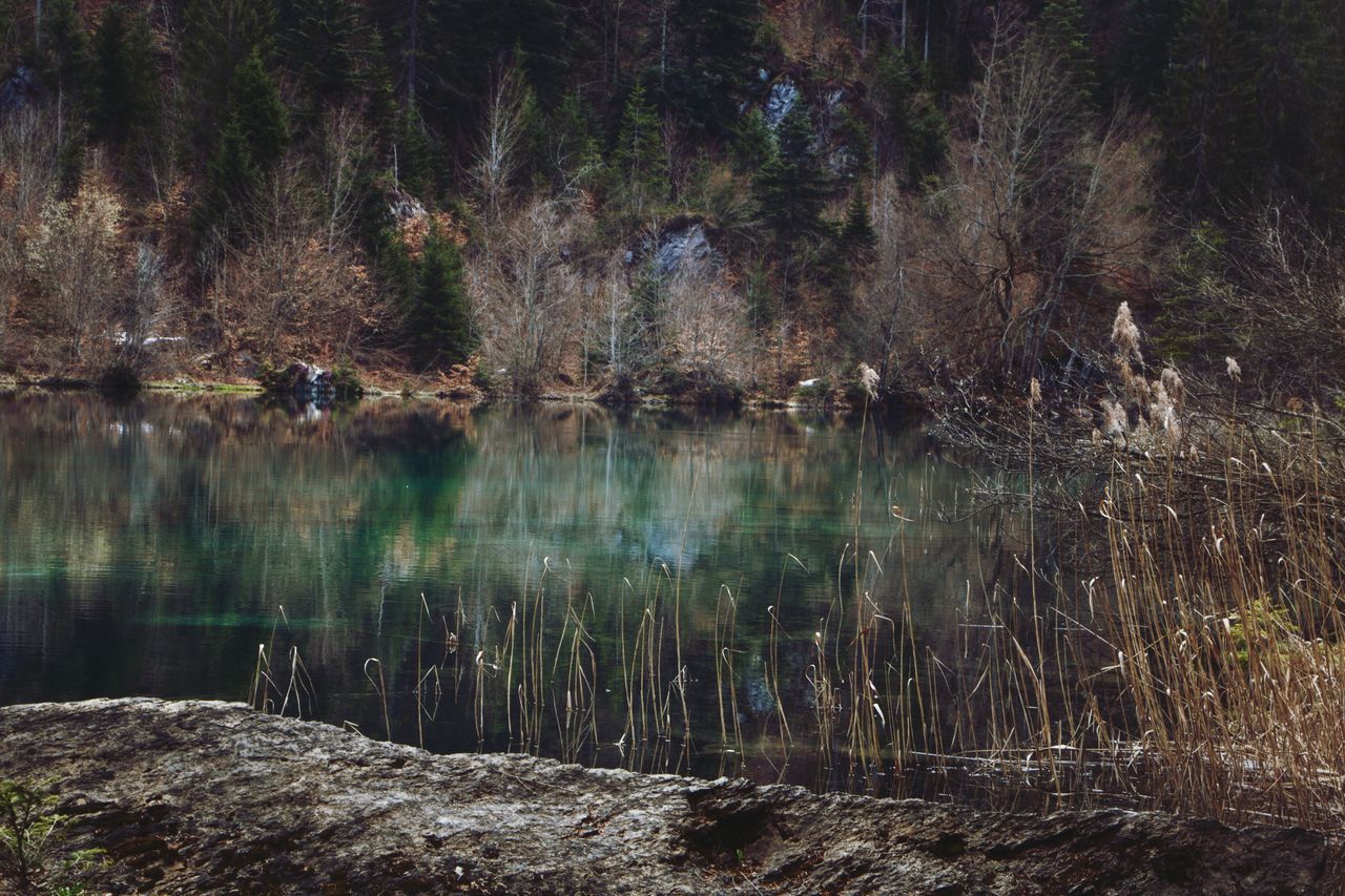 REFLECTION OF TREES IN LAKE