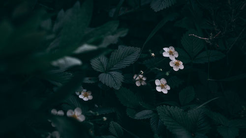 High angle view of flowering plants on land