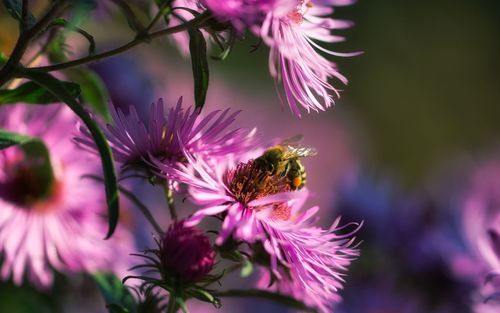 Close-up of bee pollinating on pink flower