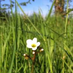 Close-up of white flowers blooming in field