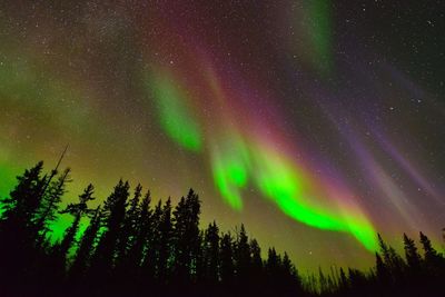 Low angle view of trees against star field at night