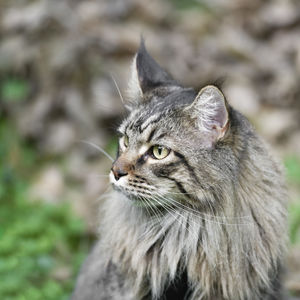 Close-up of a cat looking away