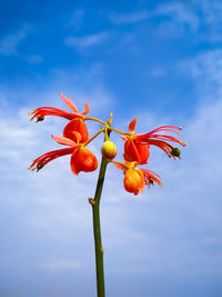 Low angle view of red flowering plant against sky