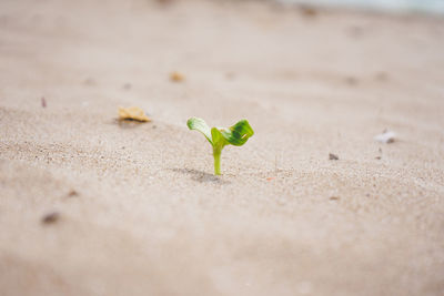 Close-up of small plant on sand