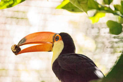 Close-up of bird perching on leaf