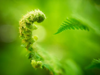 Close-up of flower buds growing outdoors