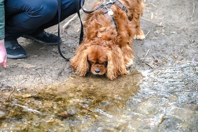 Full length of man with dog