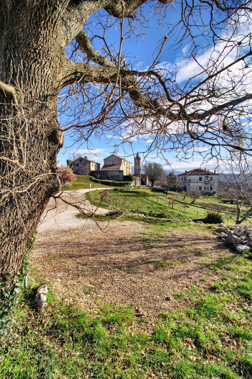 BARE TREE ON FIELD AGAINST BUILDINGS