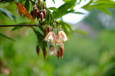 Close-up of flowering plant