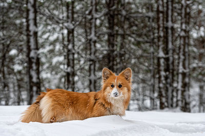 Portrait of a cat lying on snow