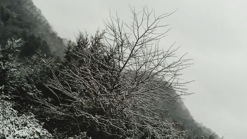 Bare tree against clear sky