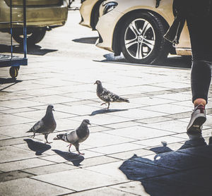 Pigeons on street in city