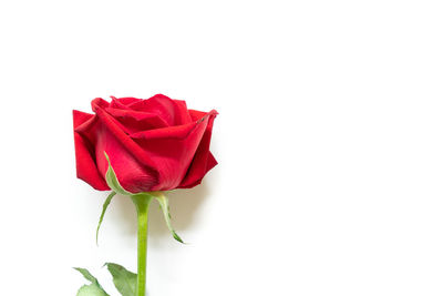 Close-up of red rose against white background