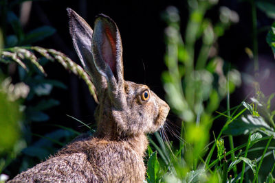 Close-up of an animal on land