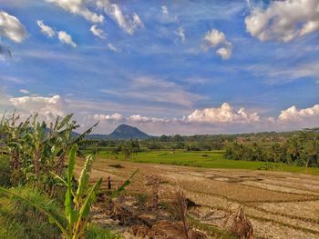 Scenic view of field against sky