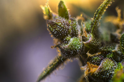 Close-up of insect on flower