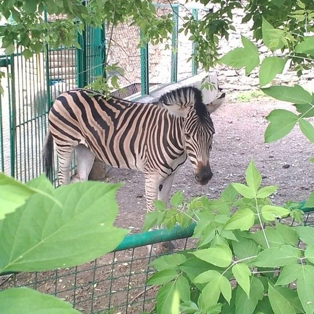 animal themes, one animal, mammal, plant, animals in the wild, animal markings, wildlife, tiger, feline, zoo, leaf, relaxation, side view, green color, outdoors, nature, no people, growth, day, full length